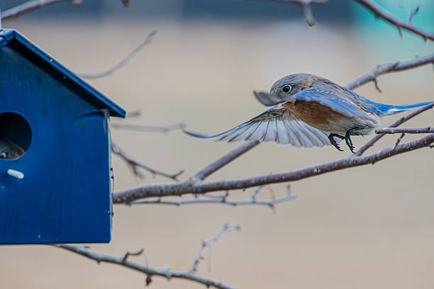 istock Bluebird entering bird house with spread wings 2201493454