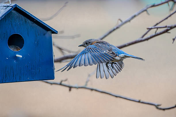 istock Bluebird entering bird house with spread wings 2201493474