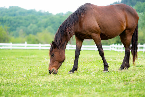 istock horse eat grass in the meadow 2201494984
