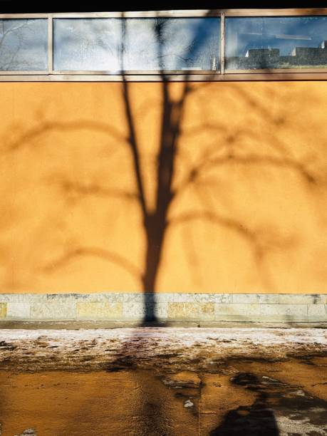 istock Shadow of a tree with branches on an orange wall of a house 2201495274