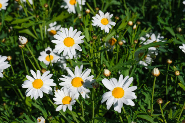 istock Wild daisy flowers growing on meadow, white chamomiles on green grass background. Oxeye daisy, Leucanthemum vulgare, Daisies, Dox-eye, Common daisy, Dog daisy, Gardening concept. 2201497874