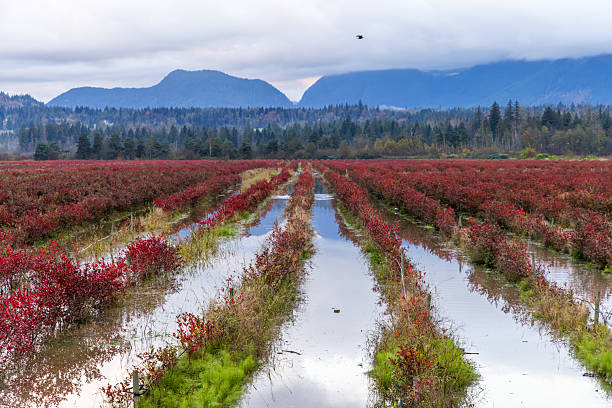 Strawberry field and a blue sky