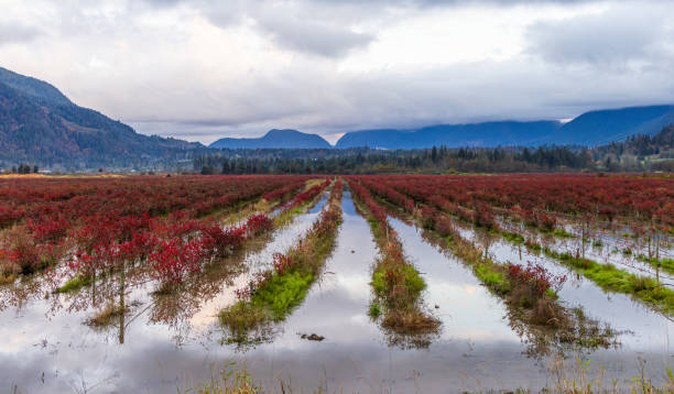 Beautiful autumn landscape with red foliage in flooded fields, set against the backdrop of Fraser Valley's lush mountains under a dramatic sky.