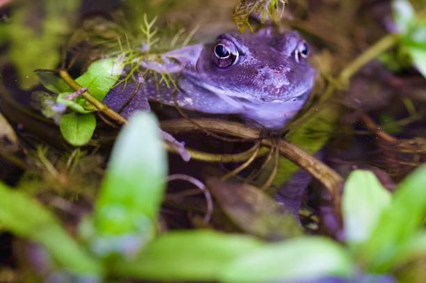 A frog swimming in a pond on a sunny day.