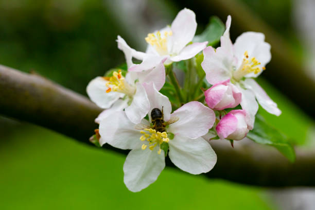 Blooming apple blossom. Pink and white apple blossoms on a branch in spring. Floral spring and summer background.