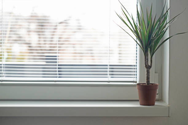 istock House plant in pot on windowsill indoors 2201507704
