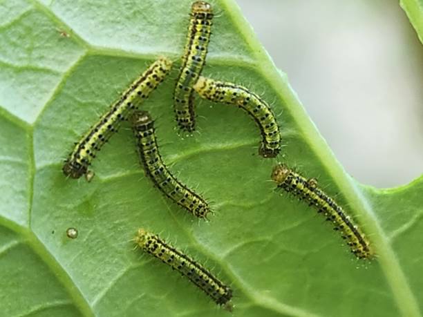 istock The cabbage butterfly caterpillar (Ascia monuste) feeds voraciously on Brassica oleracea leaves, causing continuous damage, and its effects can be easily seen by holes and spots on the leaves, affecting the plant’s health. 2201507747