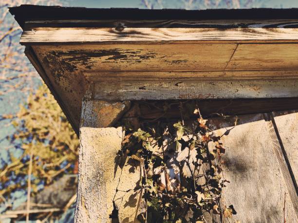 istock Vines Growing on Weathered Wood 2201507991