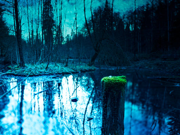 Wooden pole in a lake with moss