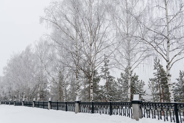 istock empty alley in city park in winter 2201511338