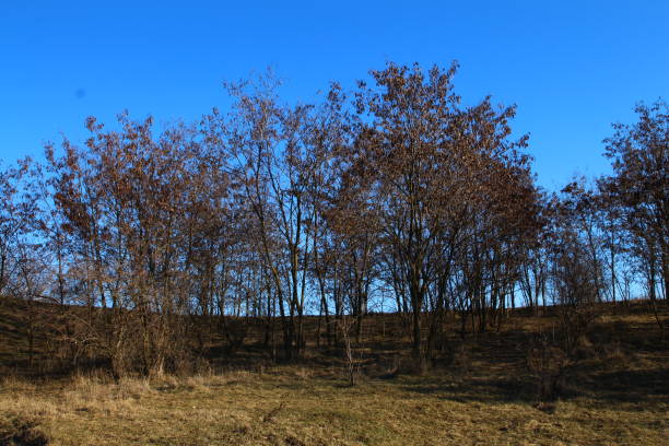A field with trees and a building in the background. Outdoor. Grass. Sky. Tree. Field