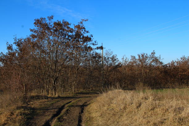 A dirt road with trees and a building in the background. Outdoor. Sky. Grass. Tree. Field