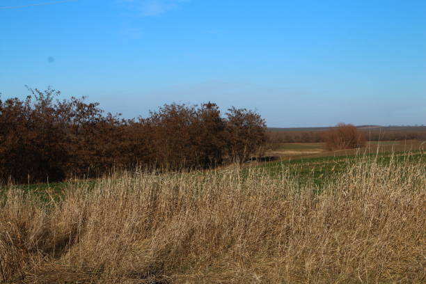 istock A field of tall grass with a sign on it 2201512011