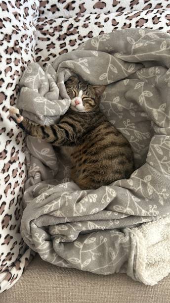 istock Cute and relaxed cat pose. Happy domestic cat sleeping on the sofa in different funny poses making us smile. Sleeping cat belly up. Pet. 2201512176