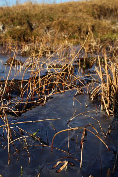 istock A close-up of some dry grass 2201512910