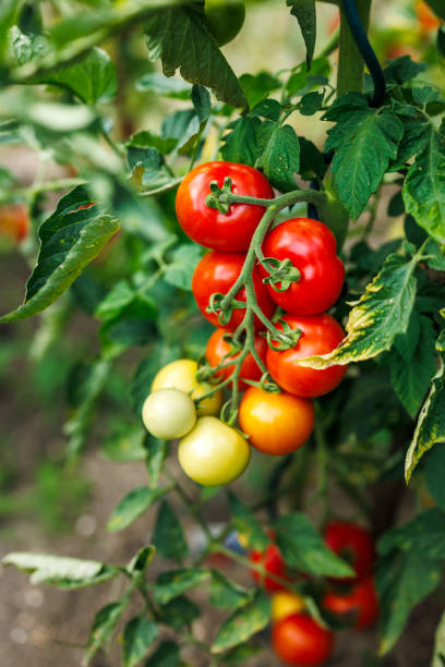 istock Tomato plant in vegetable garden 2201513413