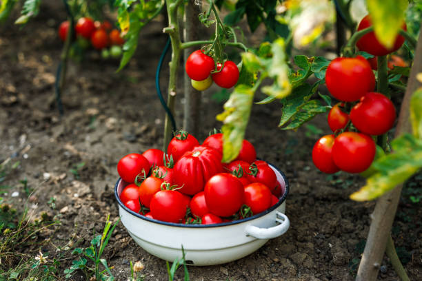 istock Harvesting ripe tomatoes from organic vegetable garden 2201513420