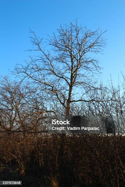 Unleafed Tree A Tree With No Leaves Stock Photo - Download Image Now - Autumn, Bare ...