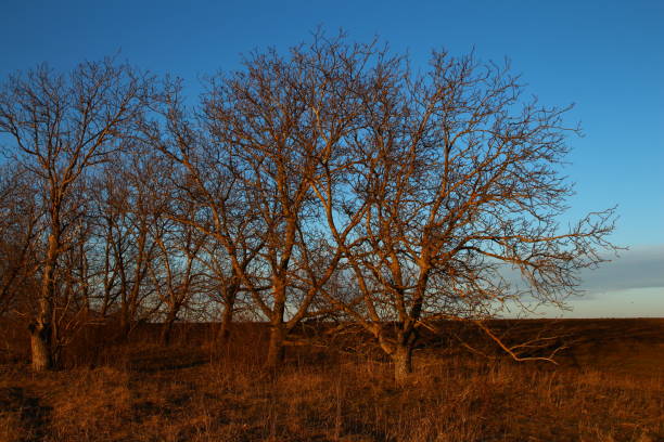 istock A group of trees in a field 2201513772