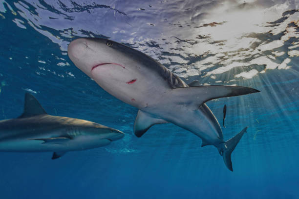 istock Caribbean reef sharks (Jardines de La Reina national park) Cuba 2201514224