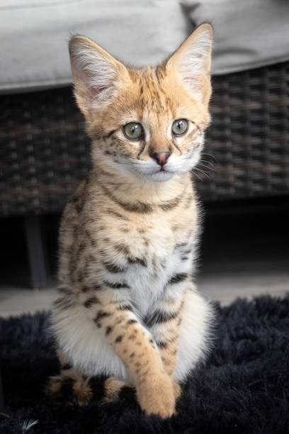 istock Savannah F1 HP Kitten resting in the house 2201516422