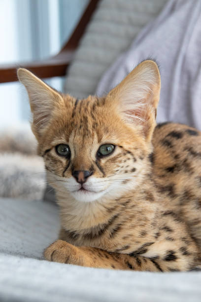 istock Savannah F1 HP Kitten resting in the house 2201516424