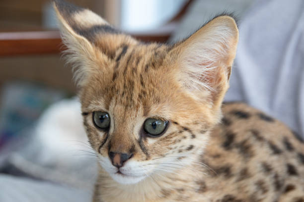 istock Savannah F1 HP Kitten resting in the house 2201516425