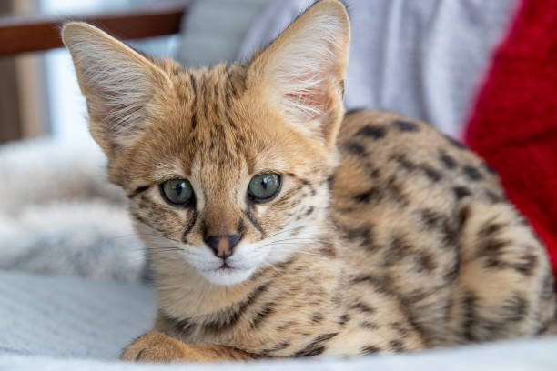 istock Savannah F1 HP Kitten resting in the house 2201516429