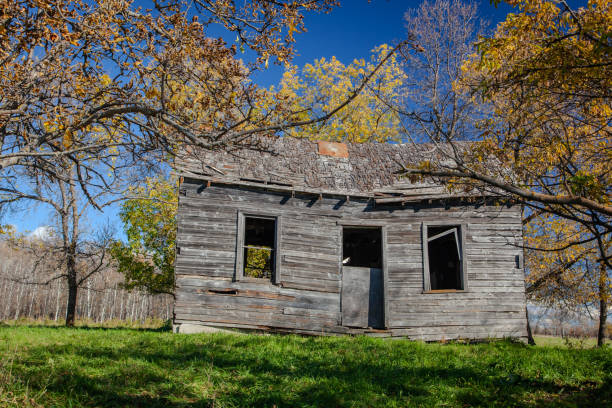 Steep Rock, Manitoba, September 9, 2010:  The photograph captures an old, weathered farmhouse standing in the midst of an autumn landscape, its faded wooden boards peeling and worn by time.  Despite its rundown state, the scene is alive with colour - the trees surrounding the house blaze with golden leaves, their branches stretching toward a crisp blue sky.  The image exudes both nostalgia and quiet beauty, a vivid testament to the passage of time.