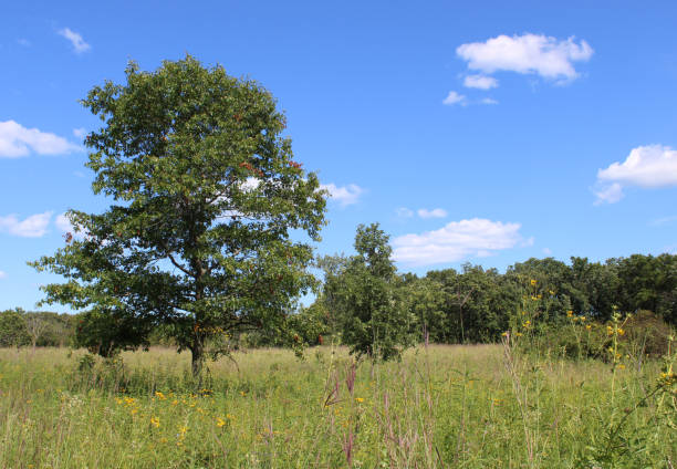 istock Single red oak tree with a smaller one behind it at Somme Prairie Nature Preserve in Northbrook, Illinois 2201517472