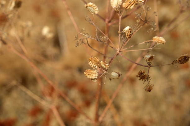 istock Dried wildflower stems in a sunlit field during late summer showcasing nature's transition 2201518880