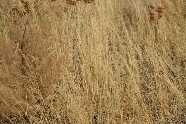 istock Tall grass swaying gently in a golden field during late afternoon light 2201518886