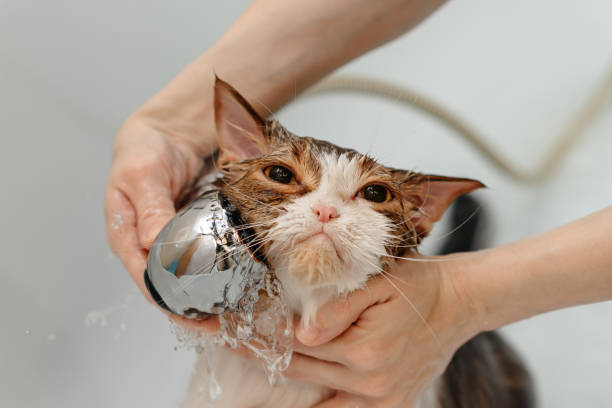 istock smoky cat washing in white bath 2201520666