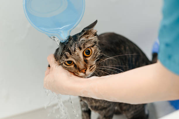 istock smoky cat washing in white bath 2201520673