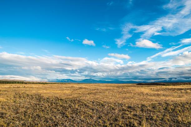 Vast Grassland Landscape under Blue Sky and White Clouds