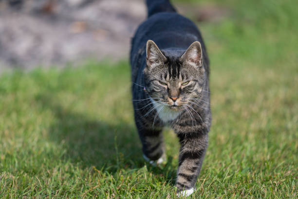 istock Domestic short hair tabby cat walking on the grass. 2201522046
