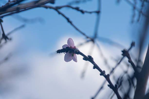 A delicate first flower blooming on a fruit tree before the official start of spring. This early blossom symbolizes the transition from winter to the warmer season, bringing the first signs of nature's renewal. The soft petals and gentle colors contrast beautifully with the still-bare branches, creating a serene and hopeful seasonal scene.