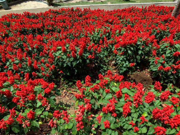 Scarlet sage (Salvia splendens) flowers in a park.