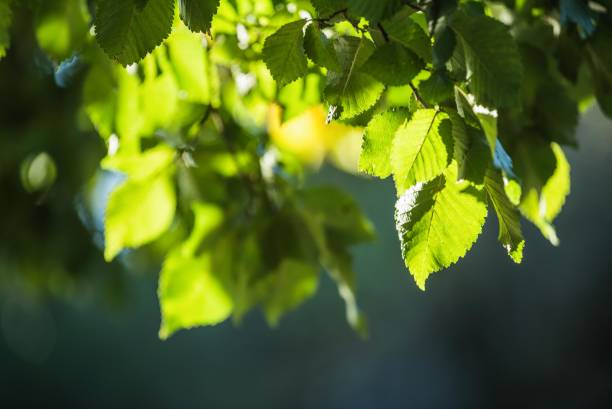 istock Green leaves of a tree illuminated by sunlight 2201524306