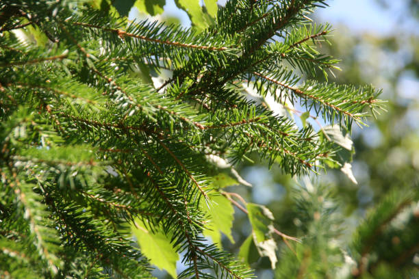 istock Branches of a spruce tree in summer 2201525024