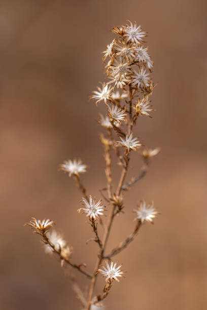 istock macro of dried flower head in winter 2201525740