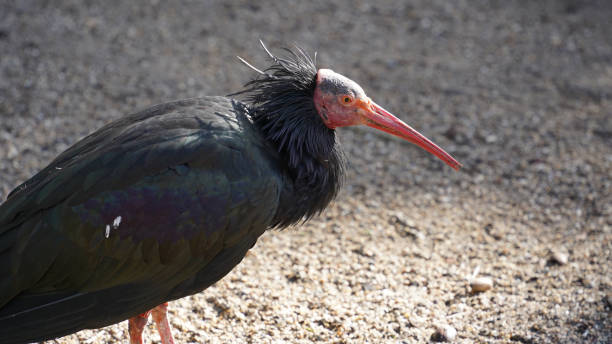 istock Close-up of Northern Bald Ibis 2201526970