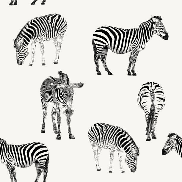 Zebras Seamless Repeat Vector seamless repeat. Hand-Drawn. All colors are layered and grouped separately. zebra stock illustrations