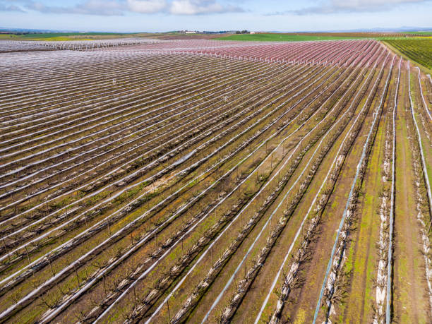 istock Panoramic Perspective: Field of Fruit Trees and Folded Net from Above. 2201529527