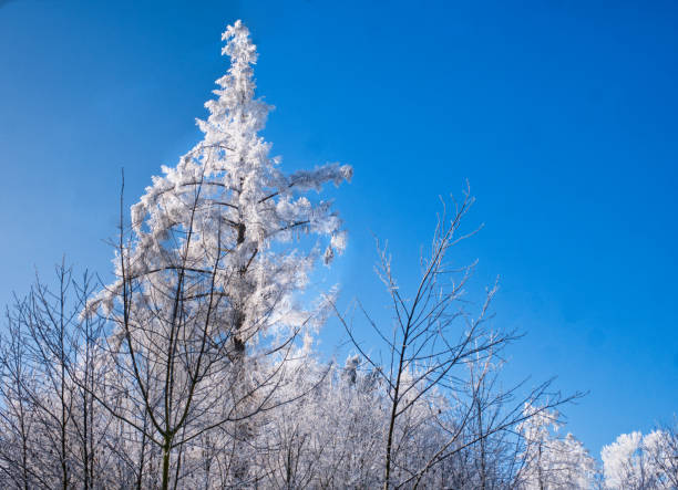 Frost in Forest