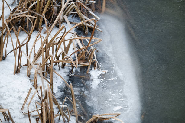A close-up view of a frozen pond partially covered in snow, with dry reeds emerging from the icy surface. The delicate frost patterns and the contrast between the ice and vegetation highlight the serene beauty of winter nature.