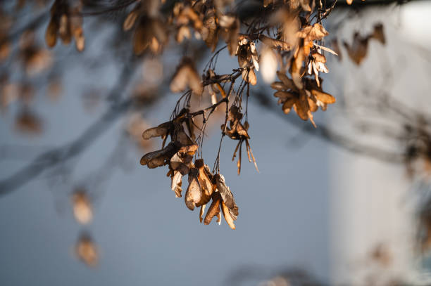 A detailed close-up of dried maple seeds, also known as samaras, hanging from a tree branch in warm sunlight. The golden-brown tones contrast with the blurred background, emphasizing the delicate texture and intricate details of the seeds.