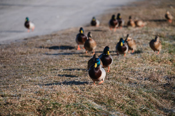 istock Group of mallard ducks walking towards the camera 2201530067