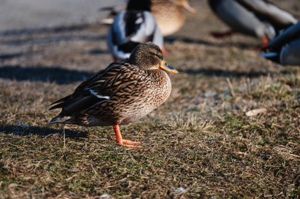 A female mallard duck standing on a patch of grass with a mix of green and brown hues, illuminated by natural sunlight. The detailed feathers and vibrant orange legs contrast with the soft-focus background, creating a peaceful wildlife scene.