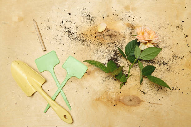 istock Garden tools on a wooden table covered with potting soil. A cut diseased rose flower rests on the table after repotting 2201531675